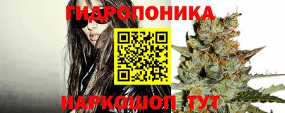 крисы Аша